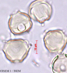 ISEM 1/Axinaea_lanceolata_29426/Axinaea_lanceolata_29426_0001(copy)_thumb.jpg
